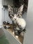 CAT RESCUE CHCH - Ready to Adopt - 7043 Kamari Carousel 5