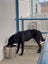 Ace the German Shepherd X Gisborne Pound Dog Carousel 3