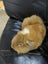 Guinea Pigs ...... Healthy and Happy to good homes Carousel 4