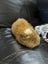Guinea Pigs ...... Healthy and Happy to good homes Carousel 1