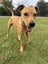 Pancake - BOI Animal Rescue Trust Carousel 1