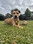 Pancake - BOI Animal Rescue Trust Carousel 2