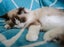 Mifan: Your Future Fluffy Shadow Carousel 4
