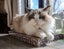 Mifan: Your Future Fluffy Shadow Carousel 3