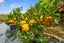 gallery view thumbnail