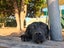Temporary home for 2 labs needed Carousel 1