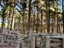 gallery view thumbnail