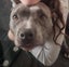 Looking for forever home for blue amstaff 3.5 year old spayed female Carousel 1