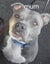Looking for forever home for blue amstaff 3.5 year old spayed female Carousel 6