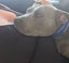 Looking for forever home for blue amstaff 3.5 year old spayed female Carousel 7