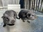 Guinea Pigs for Sale Carousel 4