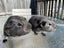 Guinea Pigs for Sale Carousel 1