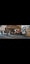 Flemish Giant Rabbit Carousel 4