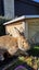 Flemish Giant Rabbit Carousel 7