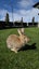 Flemish Giant Rabbit Carousel 2