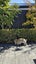 Flemish Giant Rabbit Carousel 9