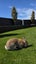 Flemish Giant Rabbit Carousel 10