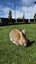 Flemish Giant Rabbit Carousel 11