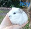 Baby Guinea Pigs Carousel 1