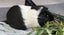 Female Guinea Pig seeks new home (still available) Carousel 1