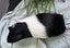 Female Guinea Pig seeks new home (still available) Carousel 4
