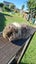 Baby guinea pig Carousel 3