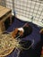 Two female Guinea pigs Carousel 3