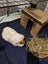 Two female Guinea pigs Carousel 2