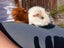 Guinea Pig Carousel 9