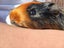 Guinea Pig Carousel 7