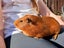 Guinea Pig Carousel 11