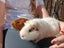 Guinea Pig Carousel 10