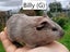 Baby Guinea Pigs (Napier) Carousel 2
