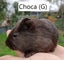 Baby Guinea Pigs (Napier) Carousel 5