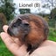 Baby Guinea Pigs (Napier) Carousel 6