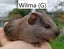 Baby Guinea Pigs (Napier) Carousel 3