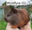Baby Guinea Pigs (Napier) Carousel 4
