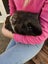 3 adult male guinea pigs Carousel 1
