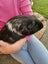 3 adult male guinea pigs Carousel 2