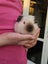 3 adult male guinea pigs Carousel 3