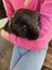 3 adult male guinea pigs Carousel 4