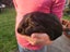 3 adult male guinea pigs Carousel 5