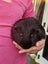 3 adult male guinea pigs Carousel 6
