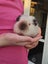 3 adult male guinea pigs Carousel 8