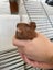 Baby Crested Guinea Pigs Carousel 2