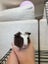 Baby Crested Guinea Pigs Carousel 3