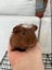 Baby Crested Guinea Pigs Carousel 6
