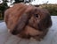 Rabbit - Attractive and Healthy Carousel 1