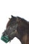 BREAKAWAY HALTER GREENGUARD Carousel 1