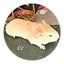 Young male abd female guniea pigs Carousel 6